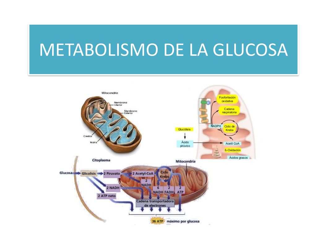 Metabolismo de la glucosa